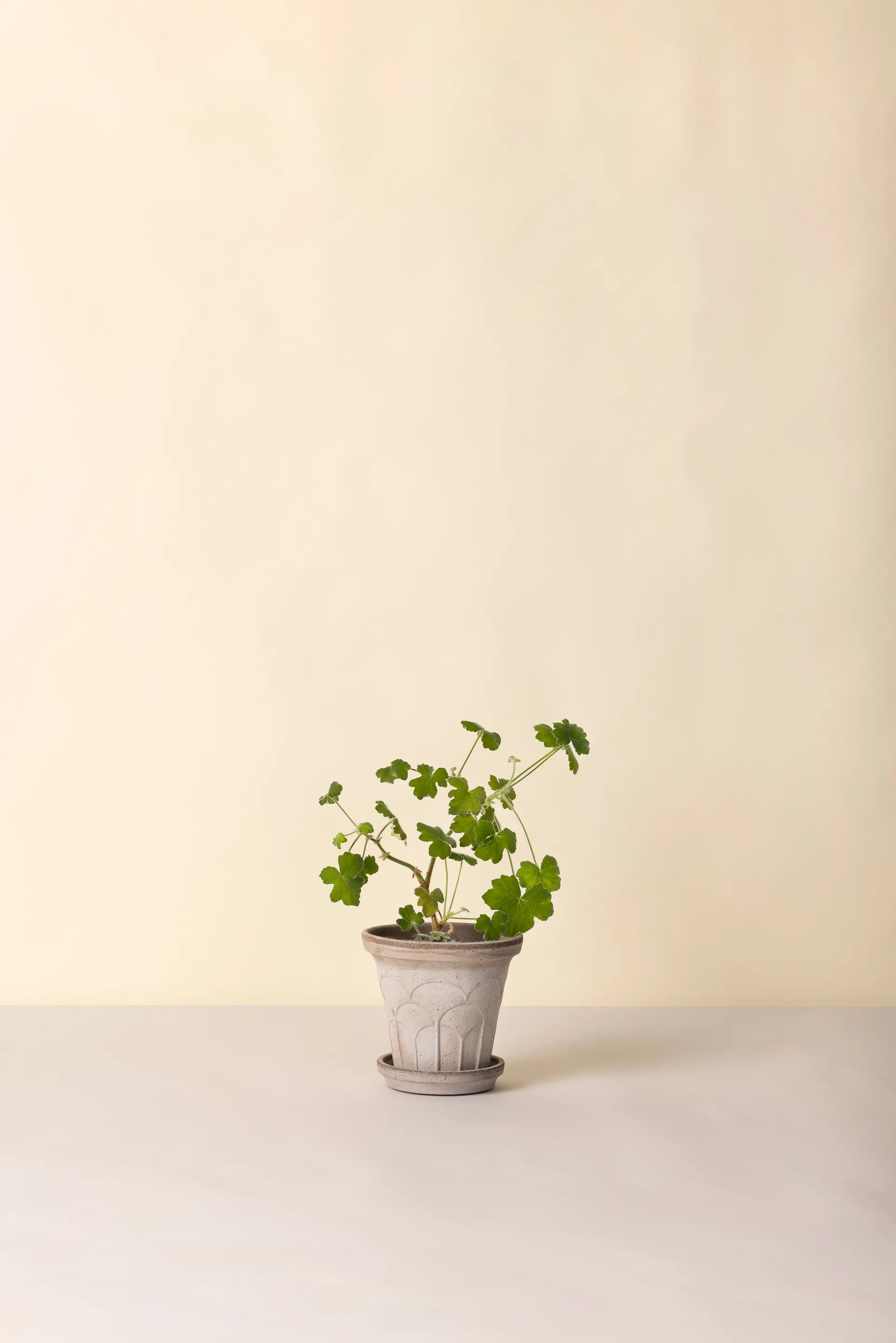 Fleur potte med fat 2 deler, Grey, Ø16 cm Bergs Potter