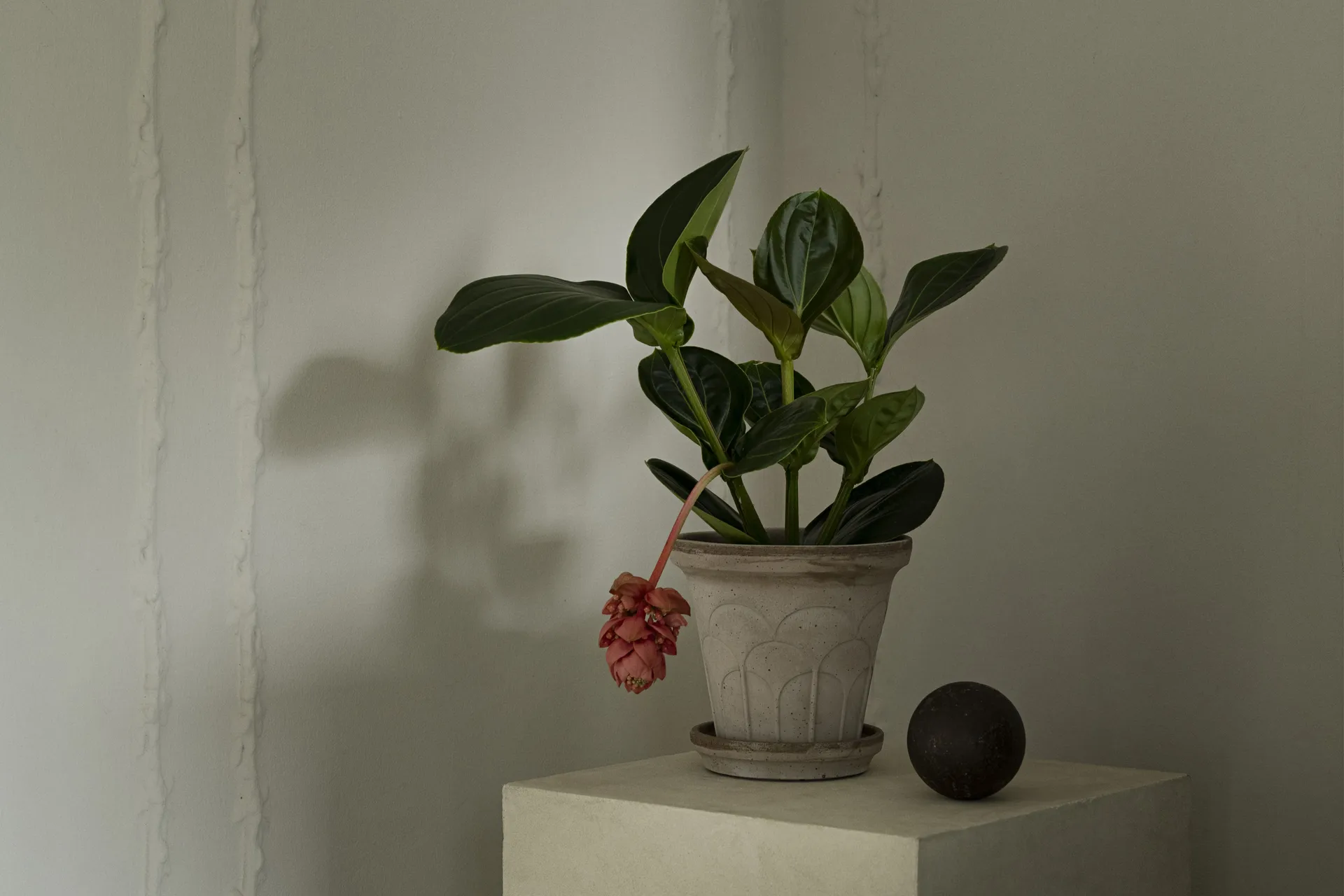 Fleur potte med fat 2 deler, Grey, Ø18 cm Bergs Potter