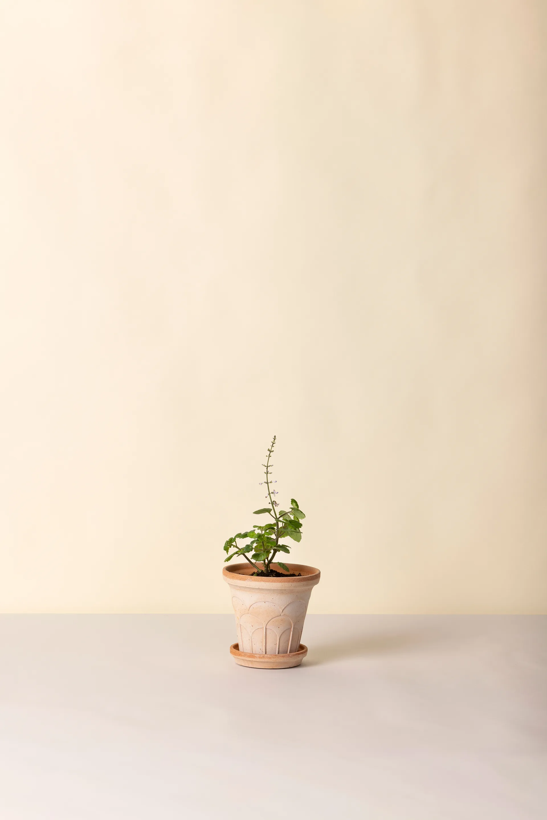 Fleur potte med fat 2 deler, Rosa, Ø14 m Bergs Potter