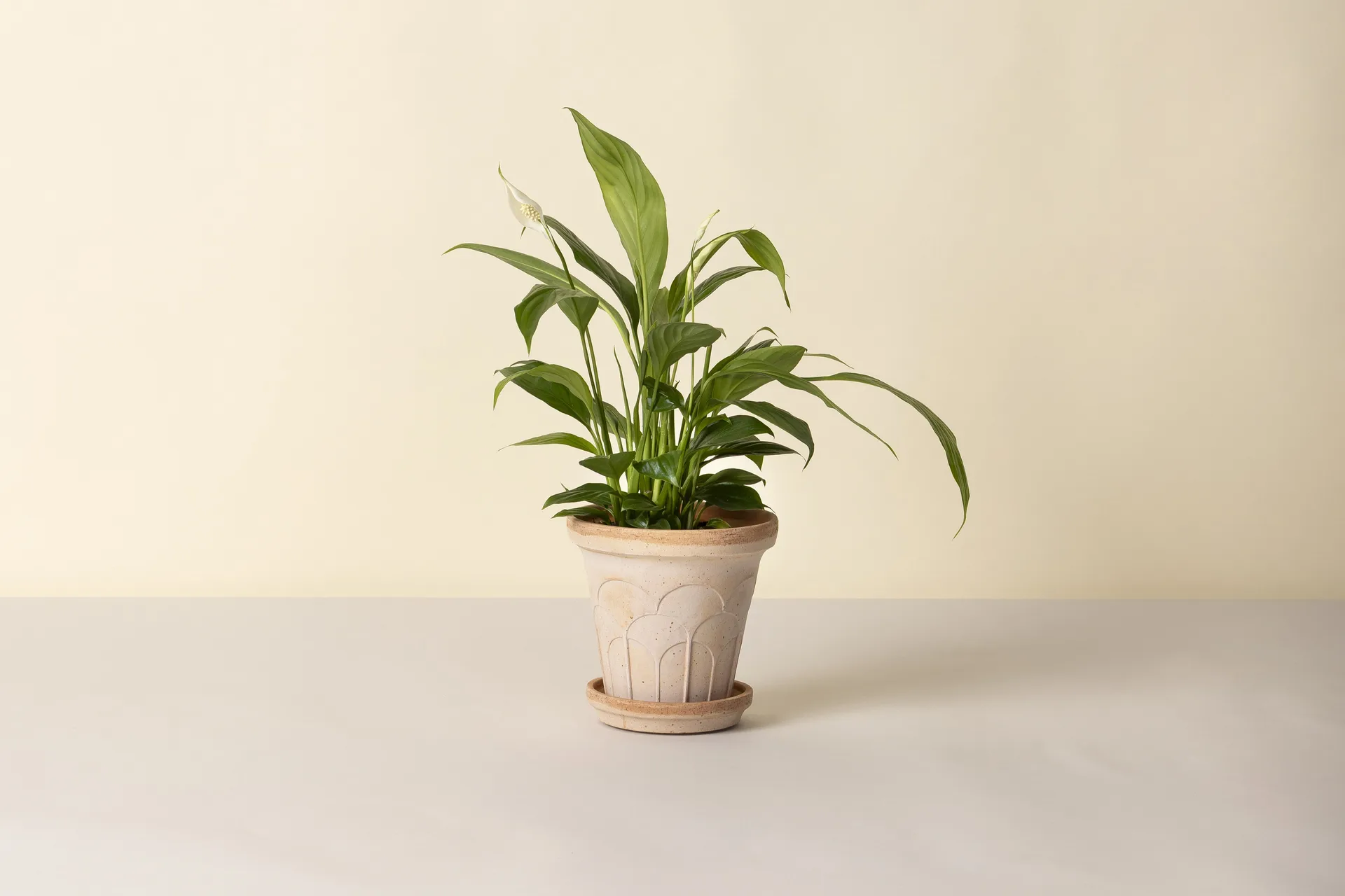 Fleur potte med fat 2 deler, Rosa, Ø16 cm Bergs Potter