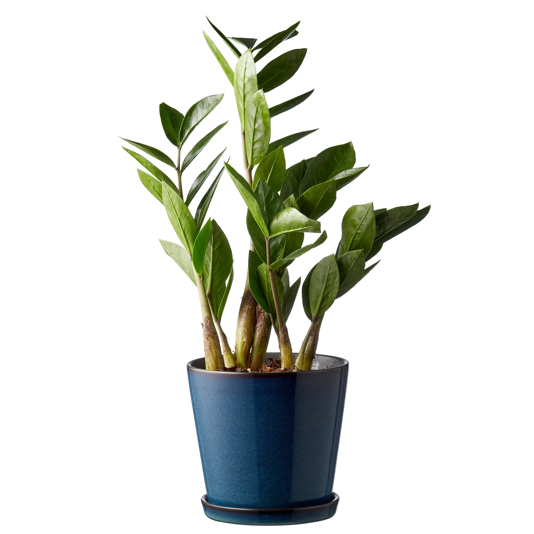 Bitz krukke med fat Ø14 cm, Mørkeblå-svart Bitz