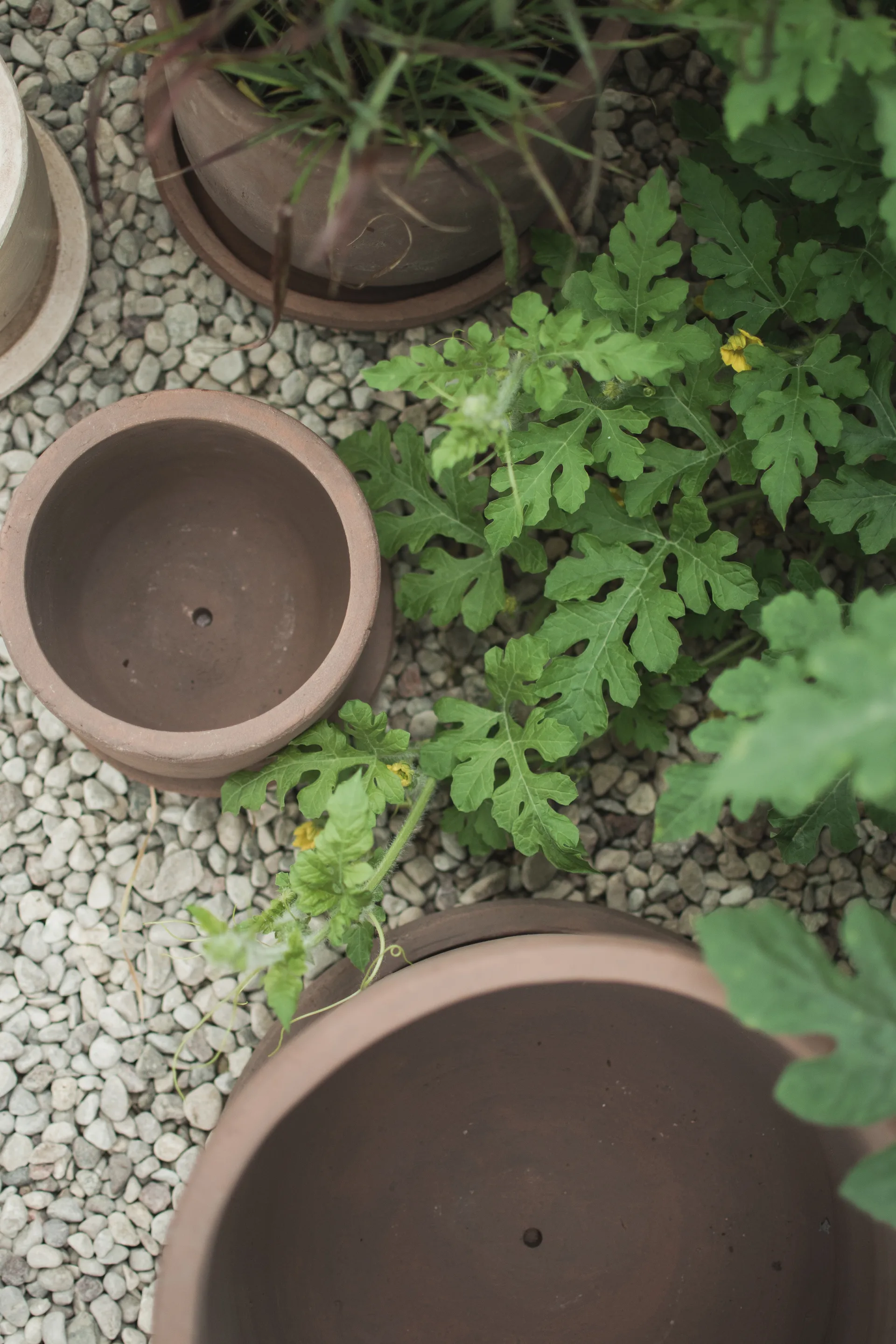 Terra krukke, Brown, Ø33x36 cm DBKD