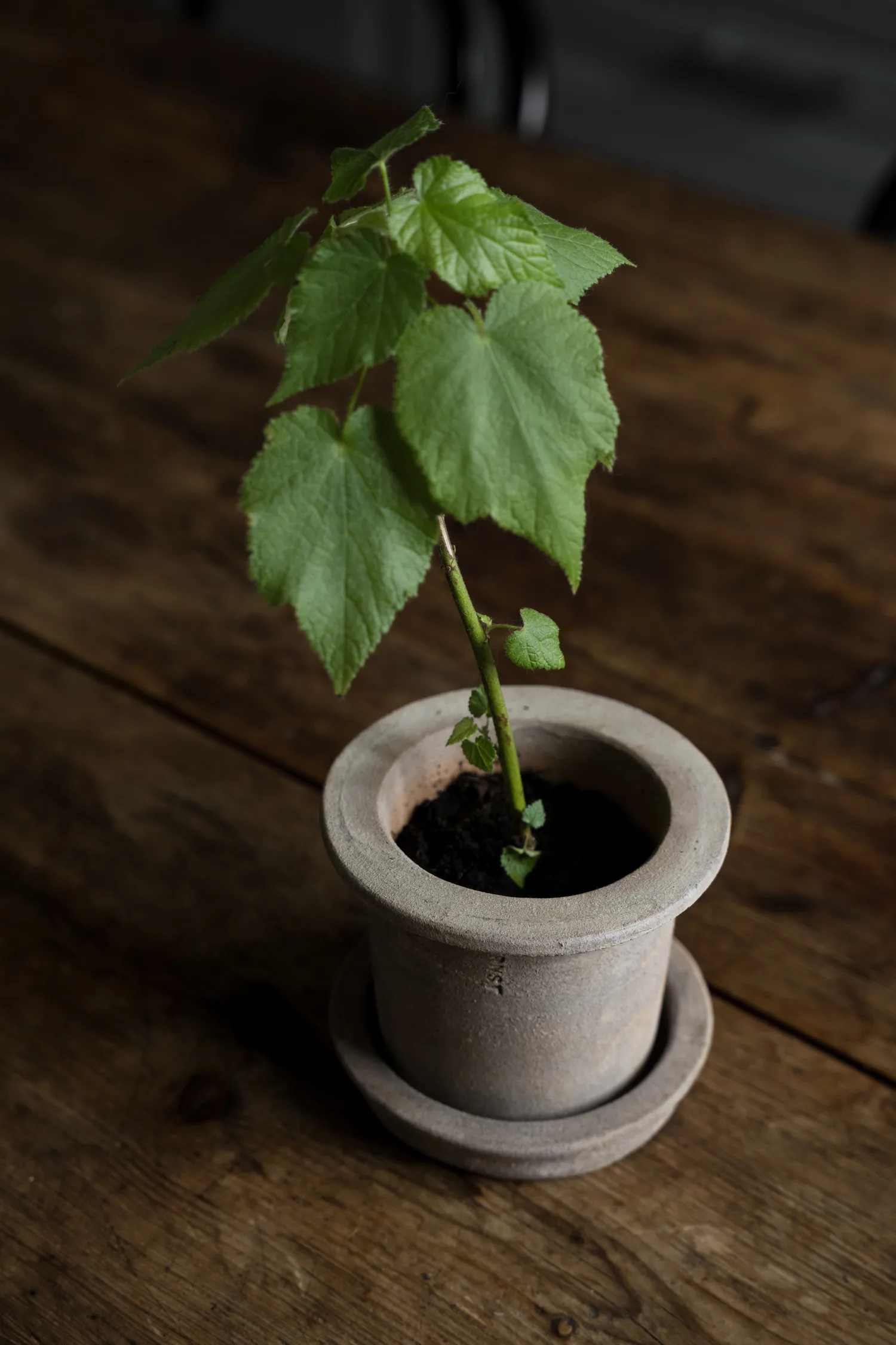 Ernst terrakottapotte med fat, Ø12×10 cm ERNST