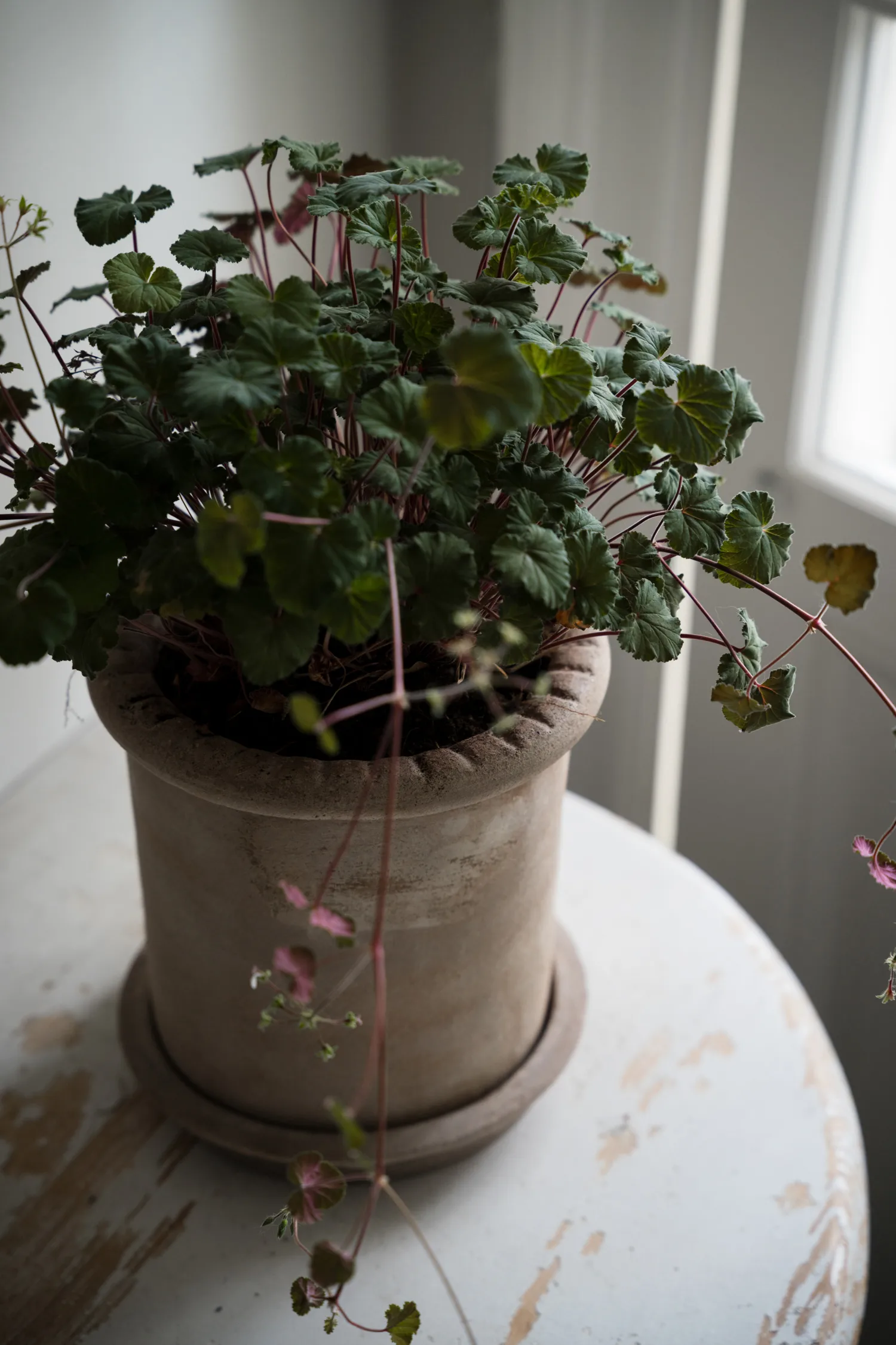 Ernst terrakottapotte med fat, Ø20x20 cm ERNST