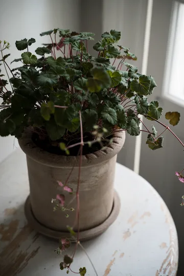 Ernst terrakottapotte med fat - Ø20x20 cm - ERNST