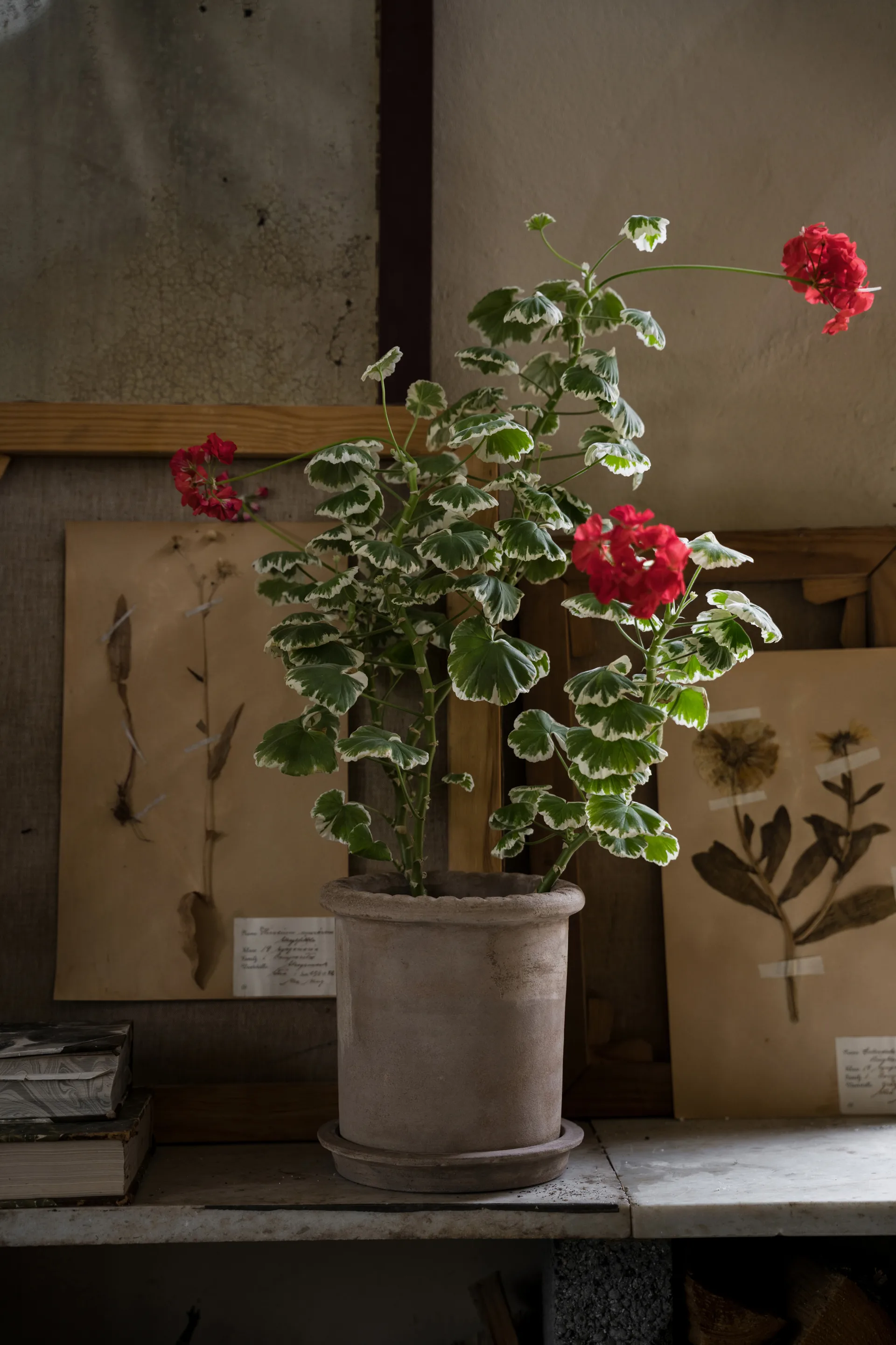 Ernst terrakottapotte med fat, Ø20x20 cm ERNST