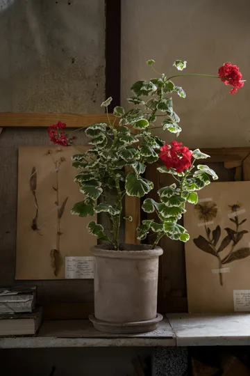 Ernst terrakottapotte med fat - Ø20x20 cm - ERNST