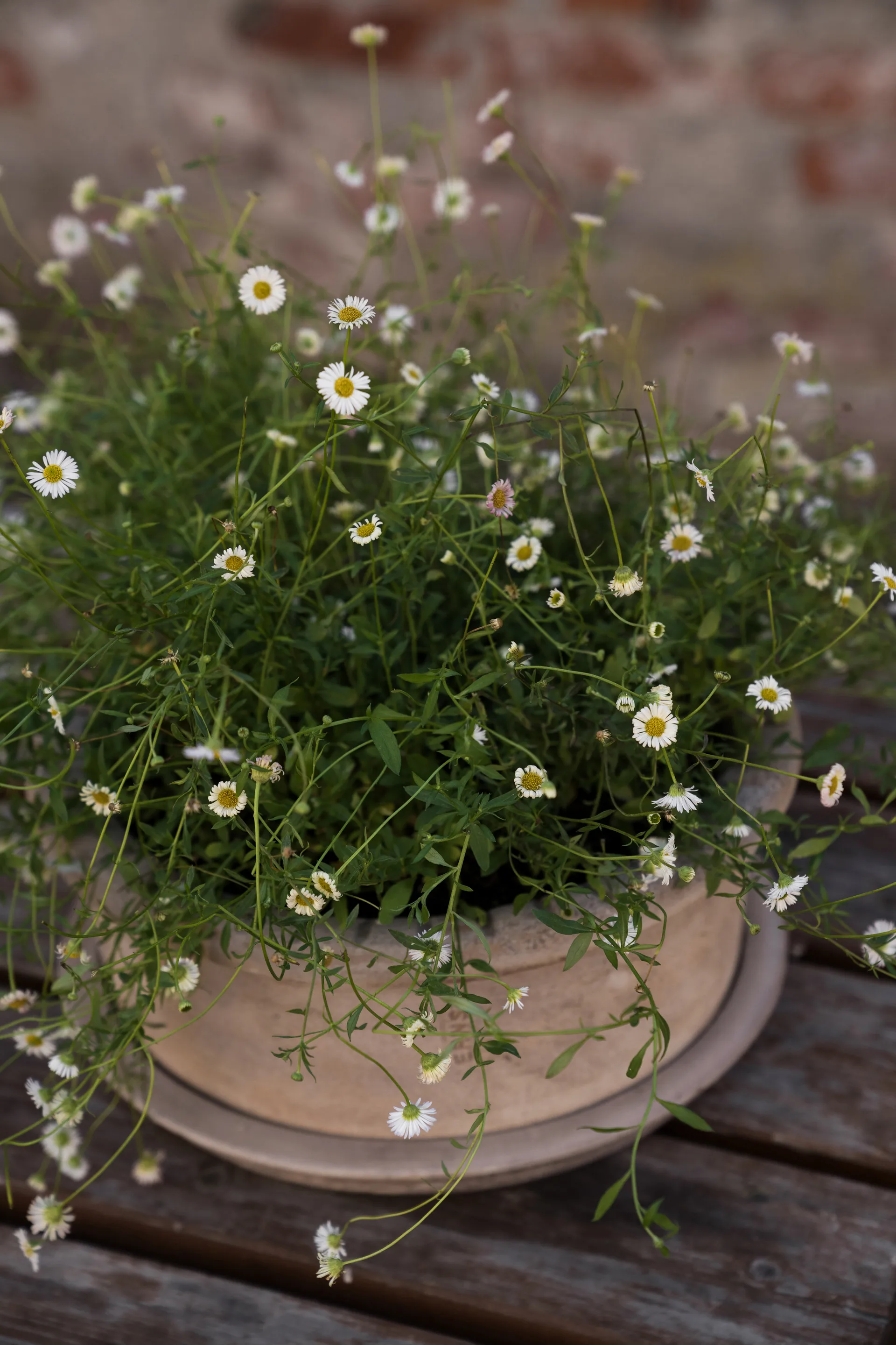 Ernst terrakottapotte med fat, Ø33x12 cm ERNST