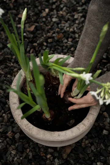 Ernst terrakottapotte med fat - Ø33x12 cm - ERNST