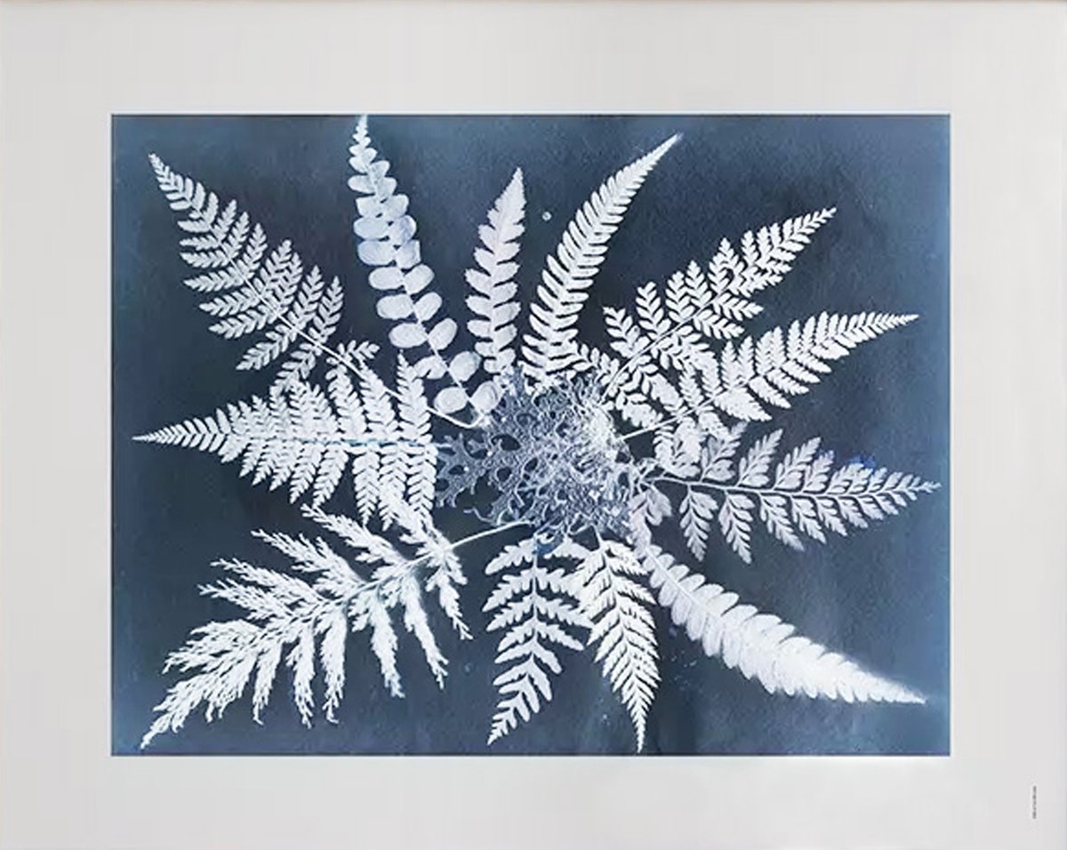 Fine Little Day Fern star plakat 40 x 50 cm