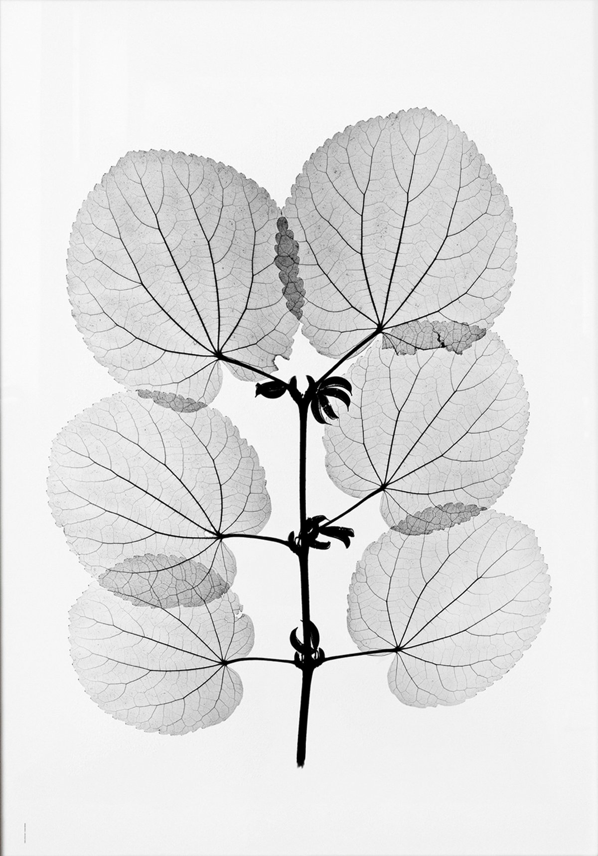 Fine Little Day Katsura plakat 70 x 100 cm