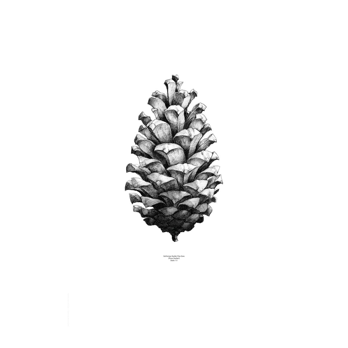 Paper Collective 1:1 Pine Cone poster hvit, 50x70 cm