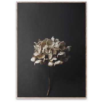 Stil Life 04 Hydrangea poster - 50x70 cm - Paper Collective