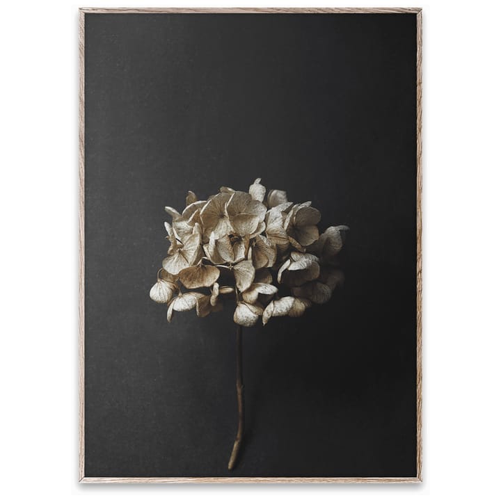 Stil Life 04 Hydrangea poster, 50x70 cm Paper Collective