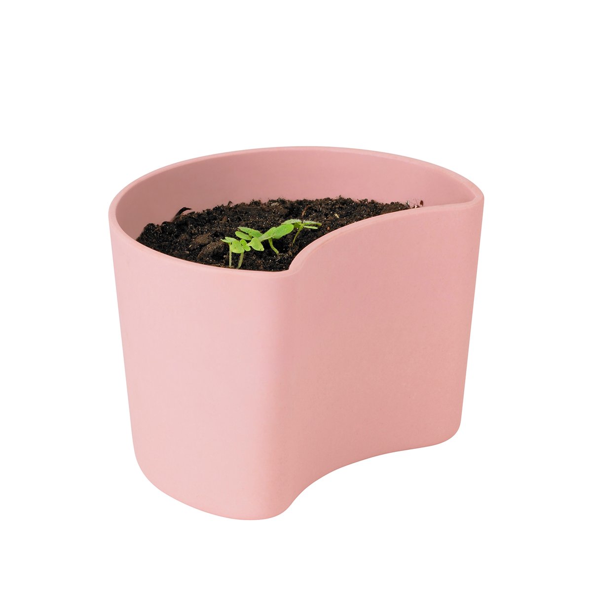 RIG-TIG YOUR TREE krukke med frø Rosa (Bjørk)