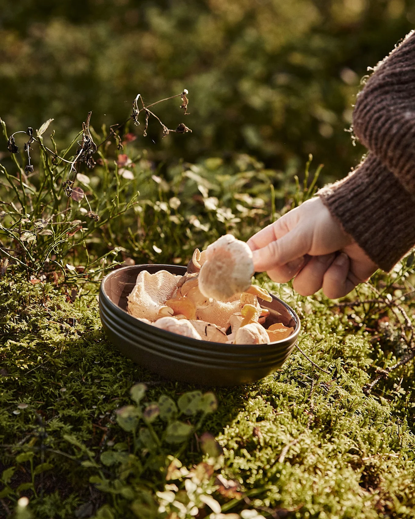 En hånd legger en sopp i en bolle fylt med forskjellige sopper, plassert på grønn mose i en skog.